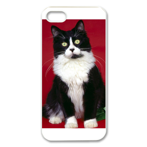 young cat Case for Iphone 5