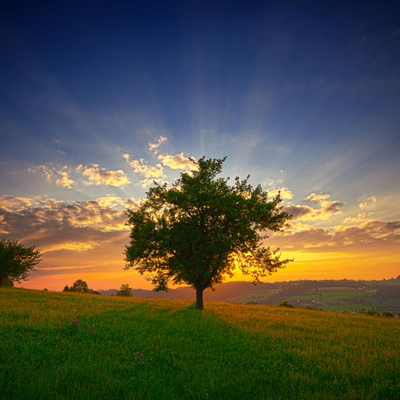 tree during  sunrise